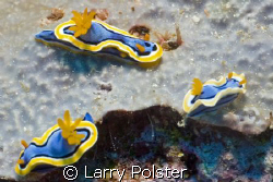 Papa, Mama, and Baby out for a stroll in Lembeh by Larry Polster 